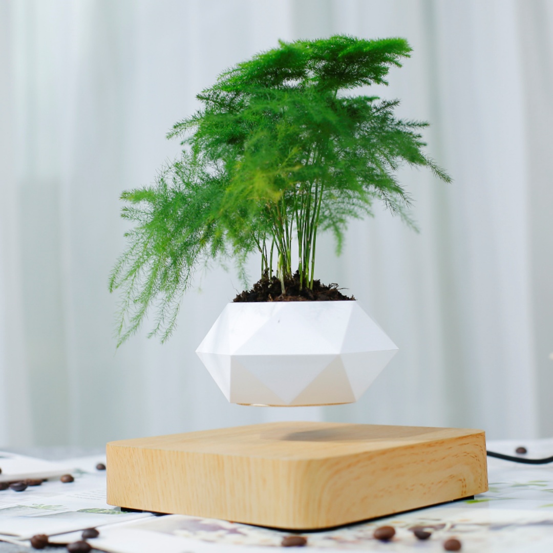 وعاء بونساي معلق بالهواء، أوعي - مراجعة Bonsai Garden Chinese Garden وسعره
